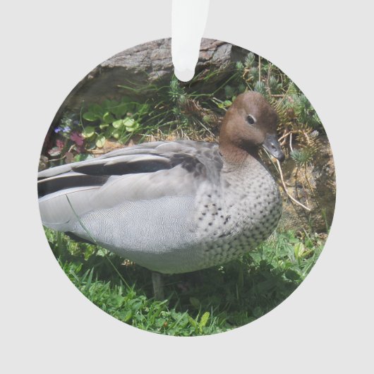Australian Wood Duck in Tranquil Garden Ornament (voorkant)