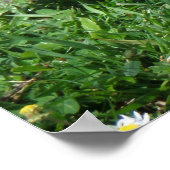 Australian Wood Duck in Tranquil Garden Poster (Hoek)