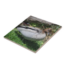 Australian Wood Duck in Tranquil Garden Tegeltje