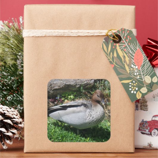 Australian Wood Duck in Tranquil Garden Vierkante Sticker (Feestdagen)