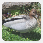 Australian Wood Duck in Tranquil Garden Vierkante Sticker (Voorkant)