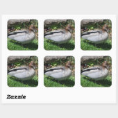 Australian Wood Duck in Tranquil Garden Vierkante Sticker (Vel)