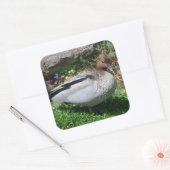 Australian Wood Duck in Tranquil Garden Vierkante Sticker (Envelop)
