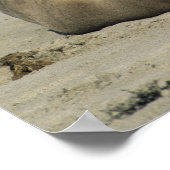 Australian Zee Lions, Neophoca cinerea), Poster (Hoek)