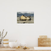 Australian Zee Lions, Neophoca cinerea), Poster (Keuken)
