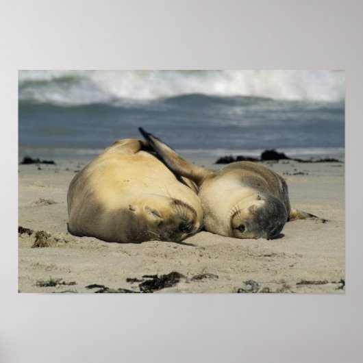 Australian Zee Lions, Neophoca cinerea), Poster (Voorkant)