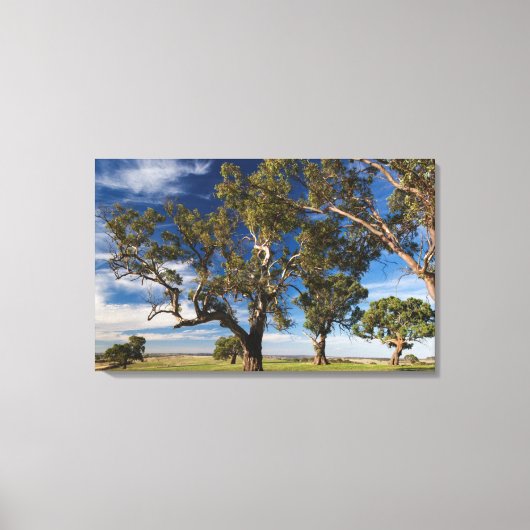 Australië, Barossa Valley, Mount Pleasant Canvas Afdruk (Voorkant)