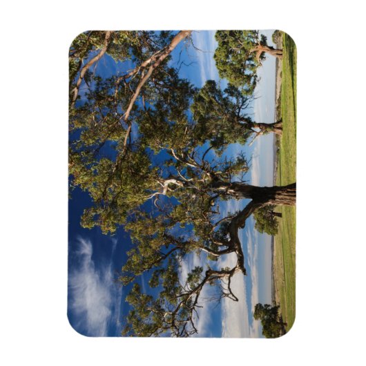 Australië, Barossa Valley, Mount Pleasant Magneet (Verticaal)