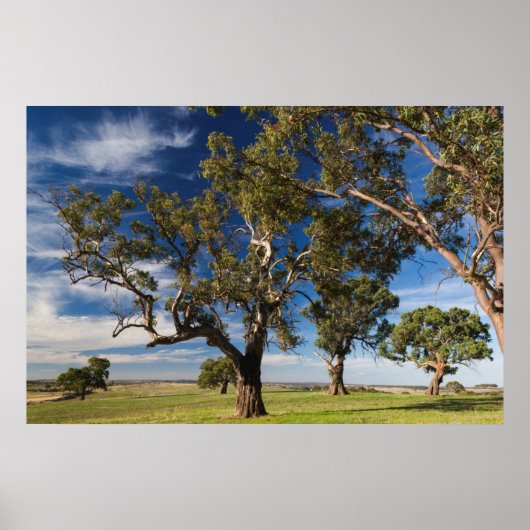 Australië, Barossa Valley, Mount Pleasant Poster (Voorkant)