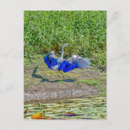 AUSTRALIË BIRD STORK AUSTRALIË MET KUNSTEFFECTEN BRIEFKAART