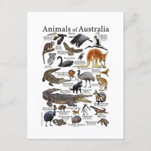 Australië Dierenkaart Briefkaart
