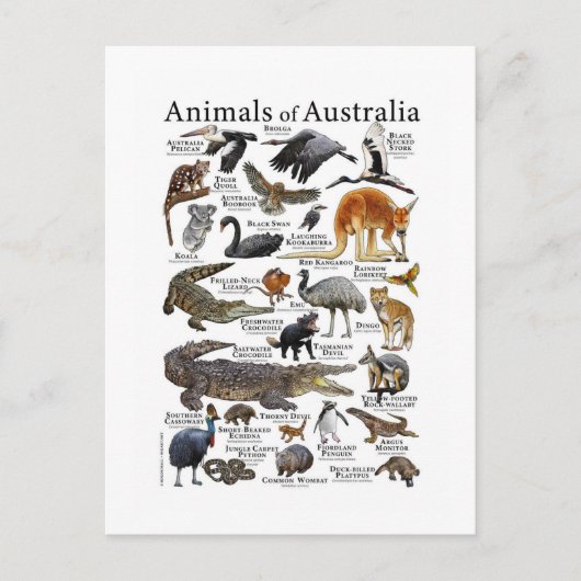 Australië Dierenkaart Briefkaart (Voorkant)
