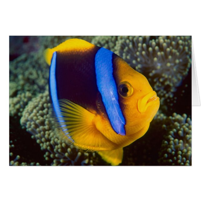 Australië, Great Barrier Reef, Anemonefish (Voorkant Horizontaal)
