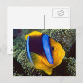 Australië, Great Barrier Reef, Anemonefish Briefkaart (Voorkant / Achterkant)
