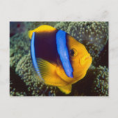 Australië, Great Barrier Reef, Anemonefish Briefkaart (Voorkant)