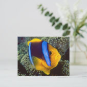 Australië, Great Barrier Reef, Anemonefish Briefkaart (Staand voorkant)
