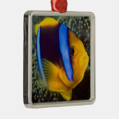 Australië, Great Barrier Reef, Anemonefish Metalen Ornament (Rechts)