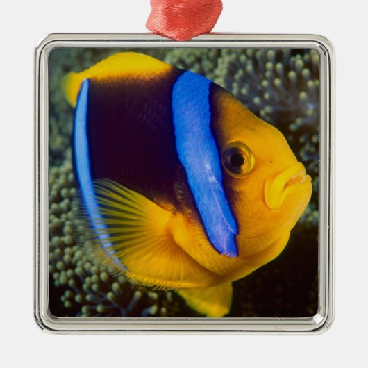 Australië, Great Barrier Reef, Anemonefish Metalen Ornament (Voorkant)