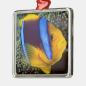 Australië, Great Barrier Reef, Anemonefish Metalen Ornament (Links)