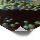 Australië, Great Barrier Reef, Anemonefish Poster (Hoek)
