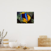 Australië, Great Barrier Reef, Anemonefish Poster (Keuken)