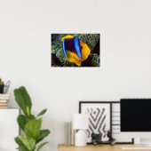 Australië, Great Barrier Reef, Anemonefish Poster (Thuiskantoor)