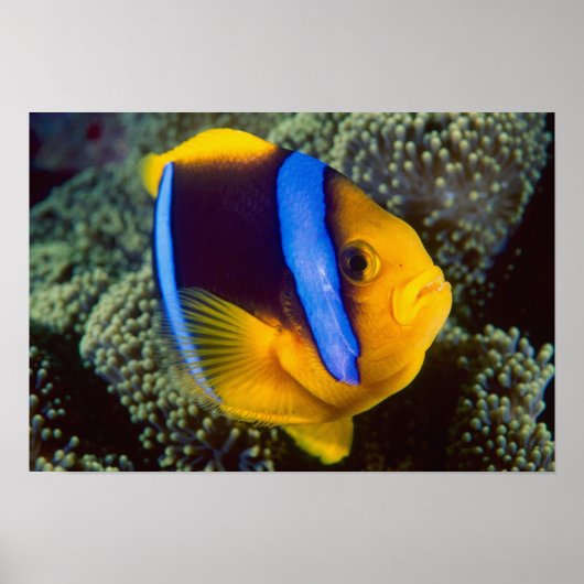 Australië, Great Barrier Reef, Anemonefish Poster (Voorkant)