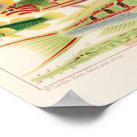  Australië - Great Barrier Reef Fishes 6 Poster (Hoek)