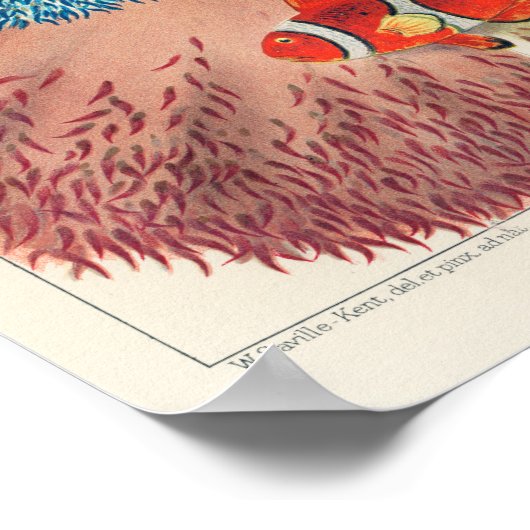  Australië - Great Barrier Reef Fishing 7 Poster (Hoek)