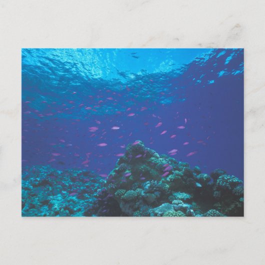 Australië, Great Barrier Reef. Paars Briefkaart (Voorkant)