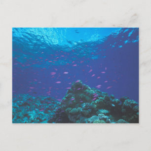 Australië, Great Barrier Reef. Paars Briefkaart