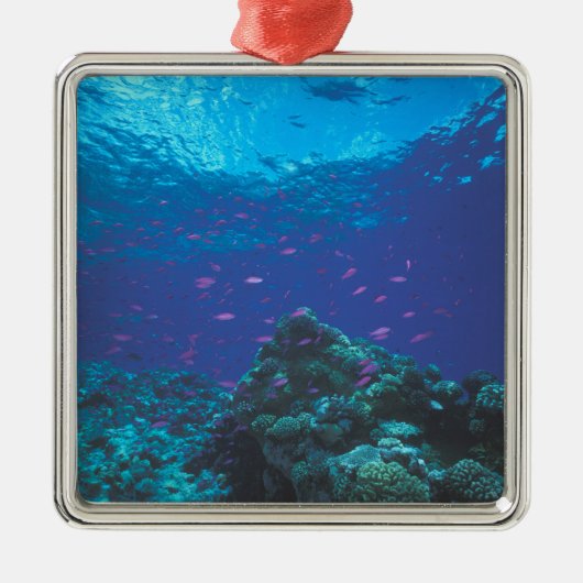 Australië, Great Barrier Reef. Paars Metalen Ornament (Voorkant)