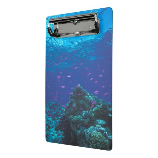 Australië, Great Barrier Reef. Paars Mini Klembord (Angled2)