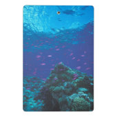 Australië, Great Barrier Reef. Paars Mini Klembord (Achterkant)