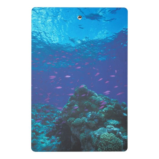 Australië, Great Barrier Reef. Paars Mini Klembord (Achterkant)