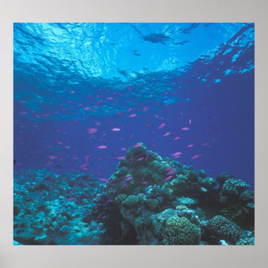 Australië, Great Barrier Reef. Paars Poster (Voorkant)