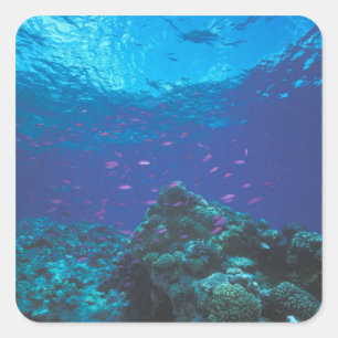 Australië, Great Barrier Reef. Paars Vierkante Sticker