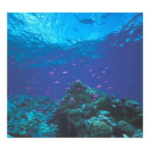 Australië, Great Barrier Reef. Zwermende paarse Foto Afdruk
