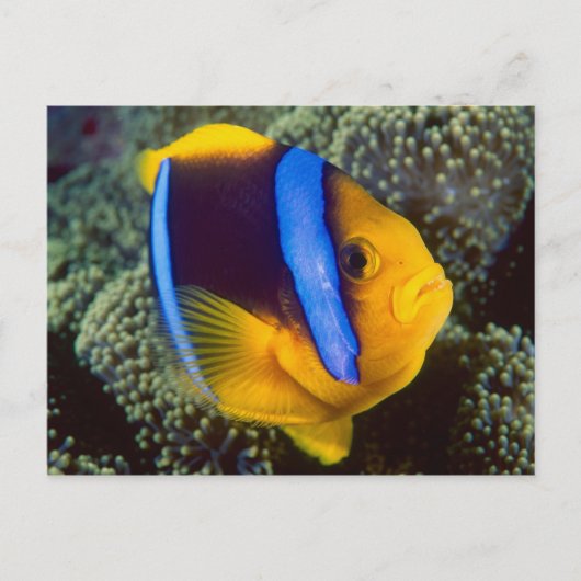 Australië, Groot Barrièrerif, Anemoonvis Briefkaart (Voorkant)