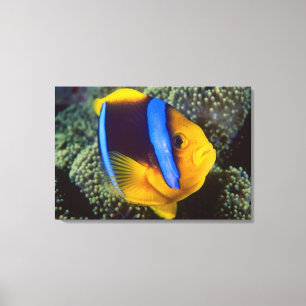 Australië, Groot Barrièrerif, Anemoonvis Canvas Afdruk