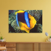 Australië, Groot Barrièrerif, Anemoonvis Canvas Afdruk (Insitu (Woonkamer))