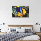 Australië, Groot Barrièrerif, Anemoonvis Canvas Afdruk (Insitu (Slaapkamer))