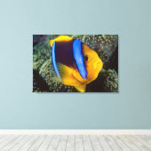 Australië, Groot Barrièrerif, Anemoonvis Canvas Afdruk (Insitu (Houten vloer))