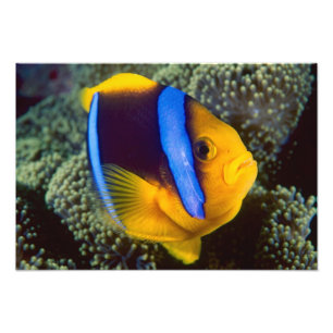 Australië, Groot Barrièrerif, Anemoonvis Foto Afdruk