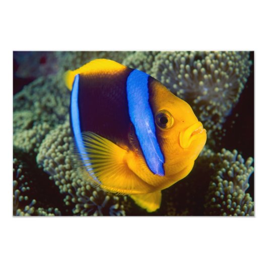 Australië, Groot Barrièrerif, Anemoonvis Foto Afdruk (Voorkant)