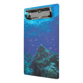 Australië, Groot Barrièrerif. Zwermende paarse Mini Klembord (Angled2)