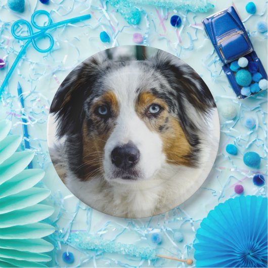 australië herder blauwe merle 3 papieren bordje (Feest)