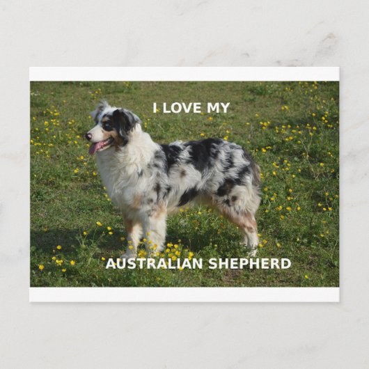 australië herder blauwe merle liefde pic briefkaart (Voorkant)