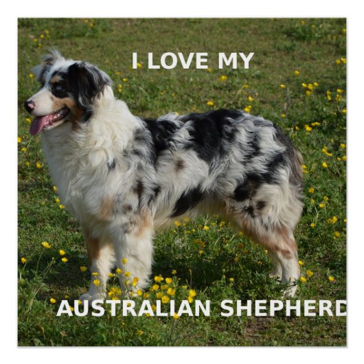 australië herder blauwe merle liefde pic perfect poster (Voorkant)