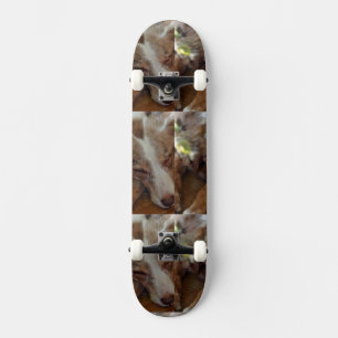 australië herder rode merle slaapt persoonlijk skateboard